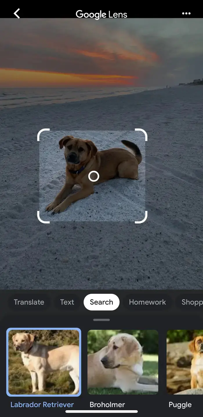 iPhone veya iPad Görsel Arama Yapma